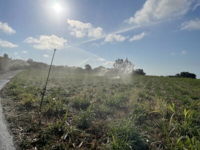 agriculture canne irrigation