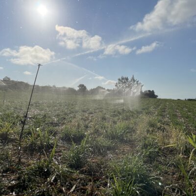 agriculture canne irrigation