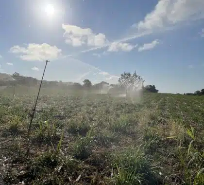 agriculture canne irrigation