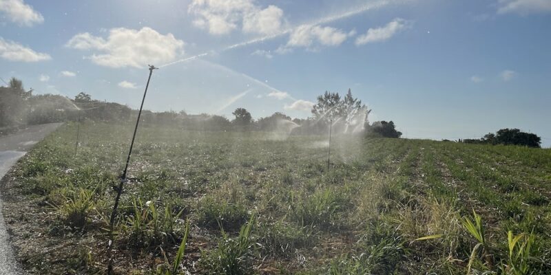 agriculture canne irrigation
