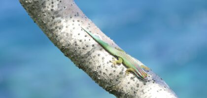 gecko vert de Manapany Phelsuma inexpectata Nature Océan Indien NOI Chloé Bernet