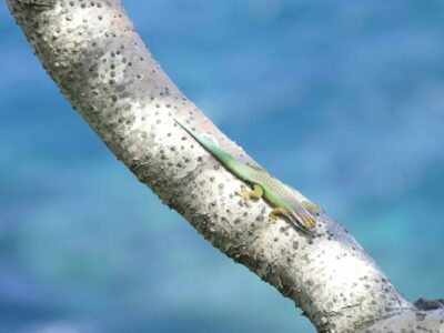 gecko vert de Manapany Phelsuma inexpectata Nature Océan Indien NOI Chloé Bernet