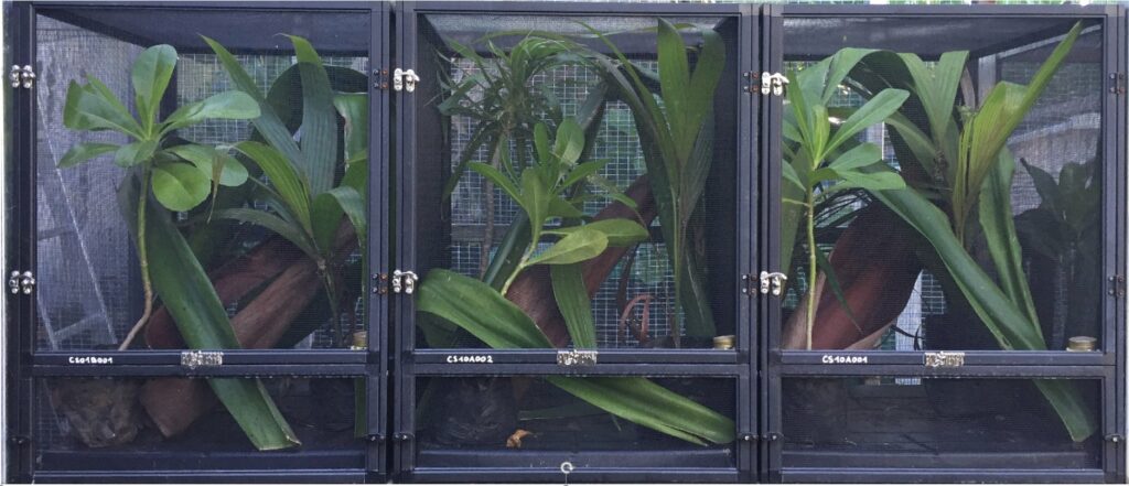 gecko vert de Manapany Phelsuma inexpectata Nature Océan Indien NOI Chloé Bernet