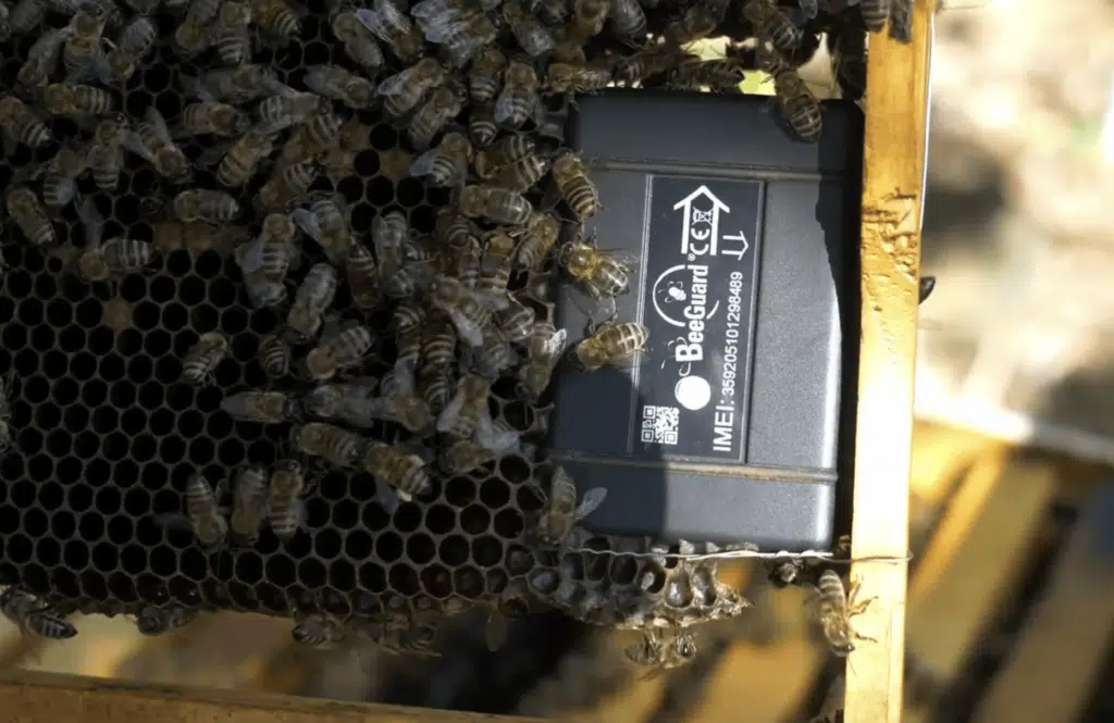 abeilles installation de ruches en entreprise par Bee Run Apiculture