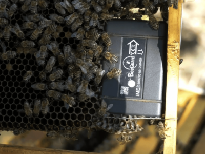 abeilles installation de ruches en entreprise par Bee Run Apiculture