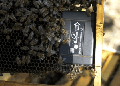 abeilles installation de ruches en entreprise par Bee Run Apiculture