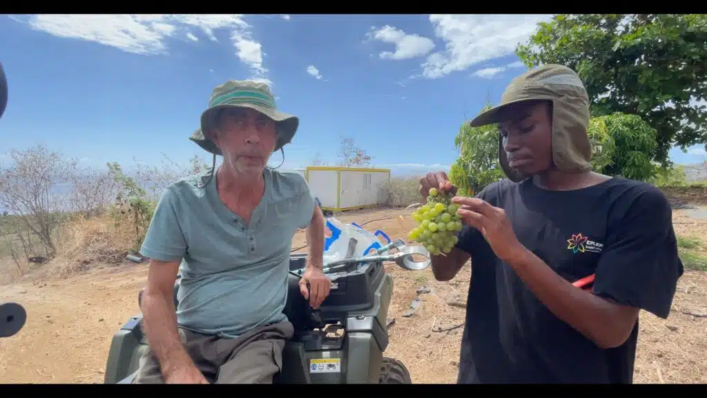 vigne raisin st leu Thébaudin