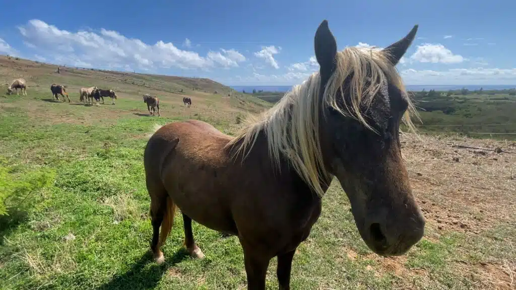 Florence Mussard directrice de l'ISDND de Pierrefonds Green Tropical Circle ruches et poneys potioks
