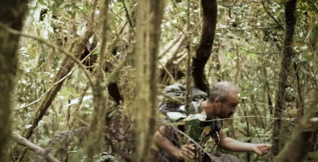 forêt de la petite plaine, forêt des alizés, plant'ali, plaine des palmistes
