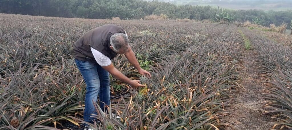 Sébastien Gigan. Technicien Sobac, regarde vers l'avenir. Champ d'ananas Sainte Anne