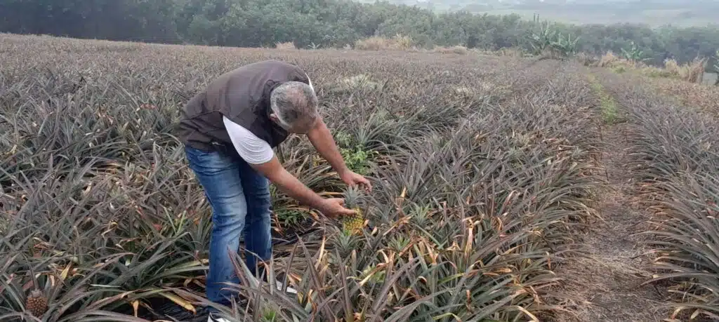 Sébastien Gigan. Technicien Sobac, regarde vers l'avenir. Champ d'ananas Sainte Anne