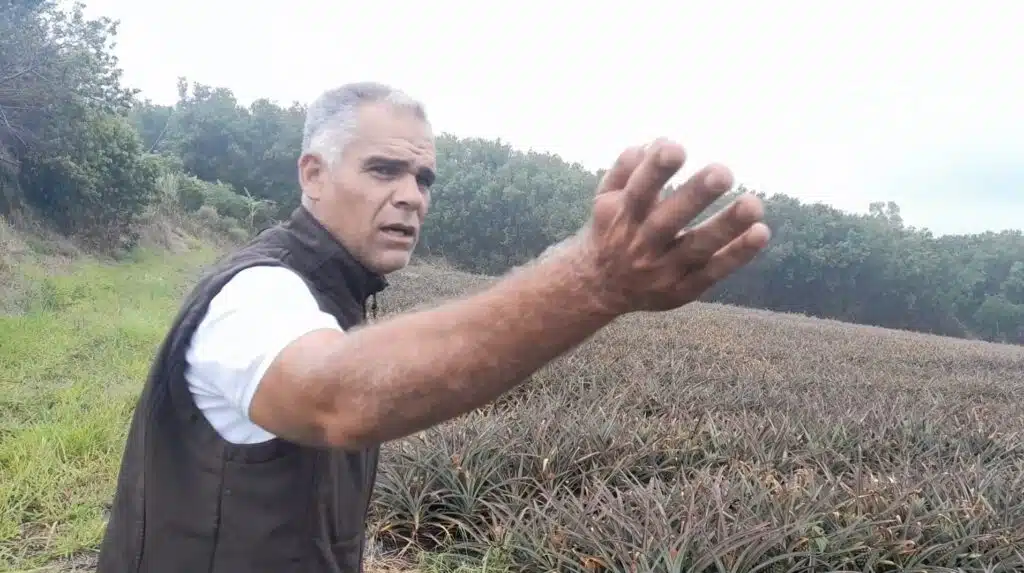 Sébastien Gigan. Technicien Sobac, regarde vers l'avenir. Champ d'ananas Sainte Anne