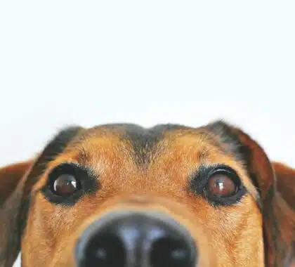 chien