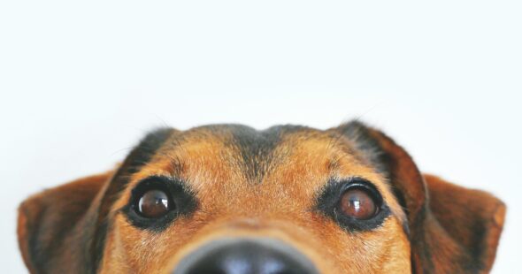 chien
