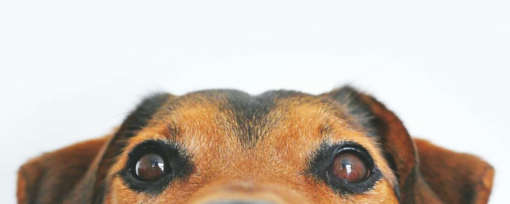 chien