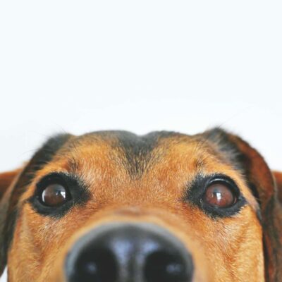 chien
