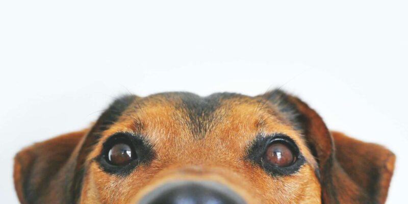 chien