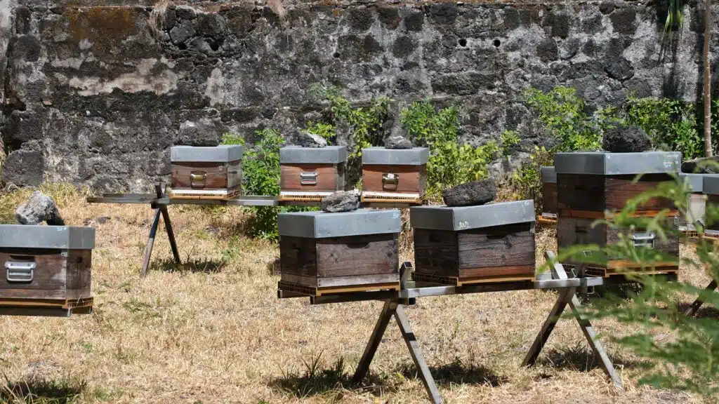 TIS technique de l'insecte stérile Langevin Saint-Joseph moustiques Aedes aegypti albopictus dengue chikungunya ruches abeilles