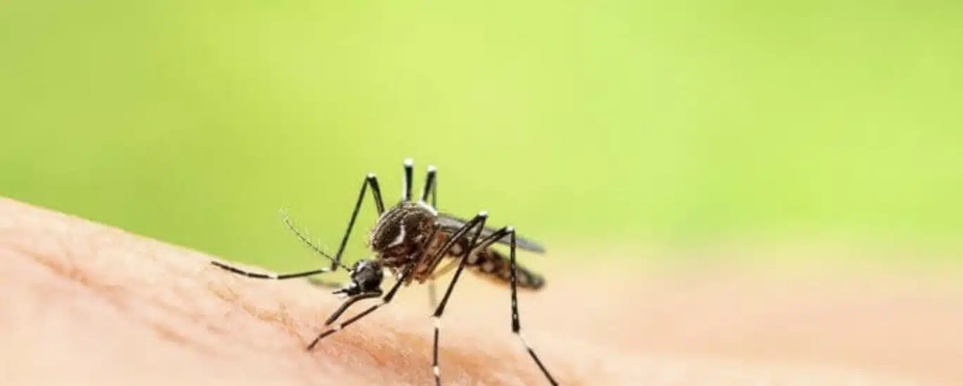 moustique tigre Aedes albopictus dengue chikungunya