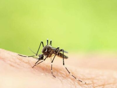 moustique tigre Aedes albopictus dengue chikungunya