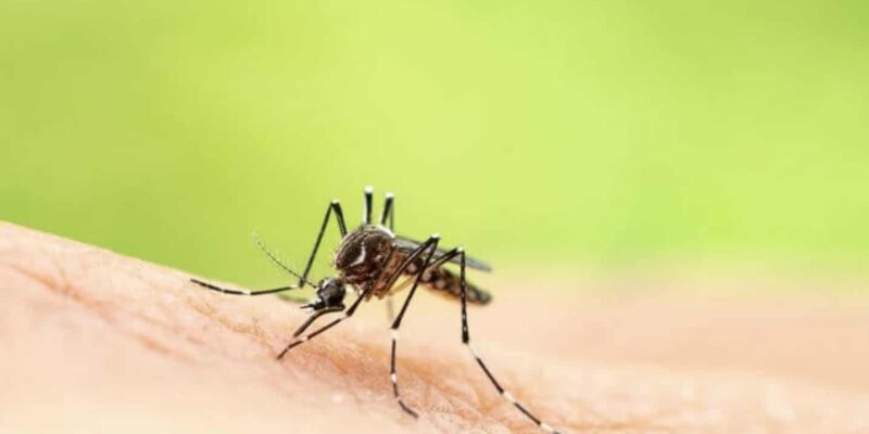 moustique tigre Aedes albopictus dengue chikungunya