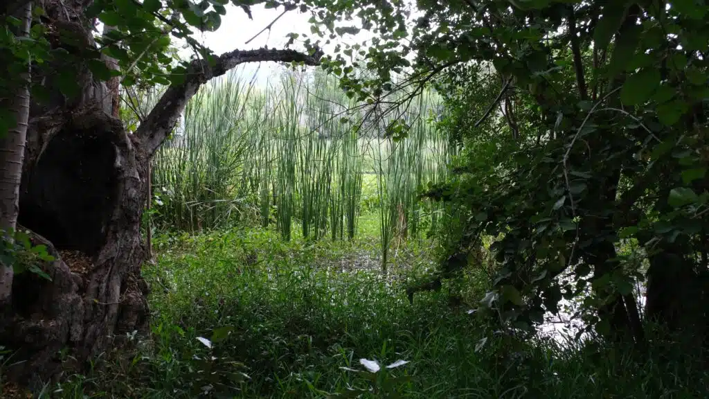 Etang Saint-Paul réserve naturelle paysage