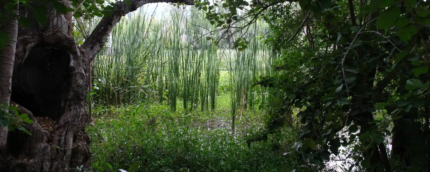 Etang Saint-Paul réserve naturelle paysage