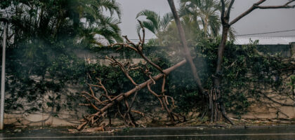 Boulevard Bank, plusieurs arbres ont été déracinés par le cyclone Garance.