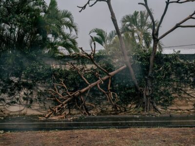 Boulevard Bank, plusieurs arbres ont été déracinés par le cyclone Garance.