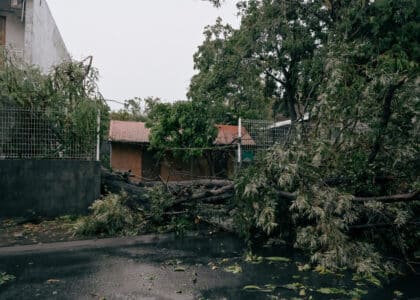 Un arbre s'est ecrasé sur une clôture durant le passage du cyclone Garance.