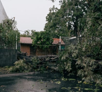 Un arbre s'est ecrasé sur une clôture durant le passage du cyclone Garance.