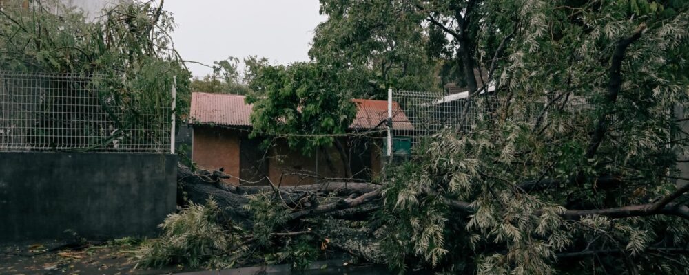 Un arbre s'est ecrasé sur une clôture durant le passage du cyclone Garance.