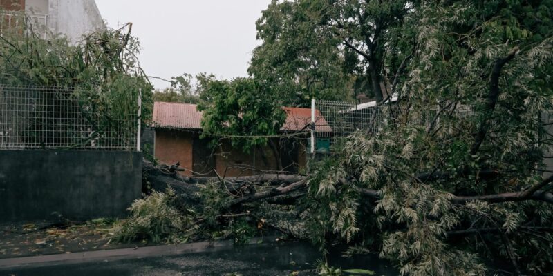 Un arbre s'est ecrasé sur une clôture durant le passage du cyclone Garance.
