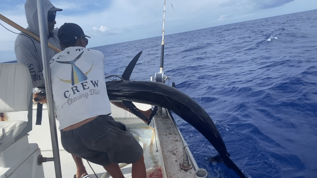 marlin pêche poisson