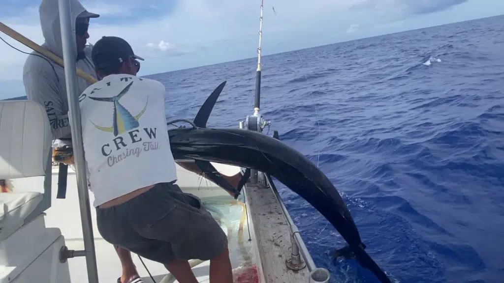 marlin pêche poisson