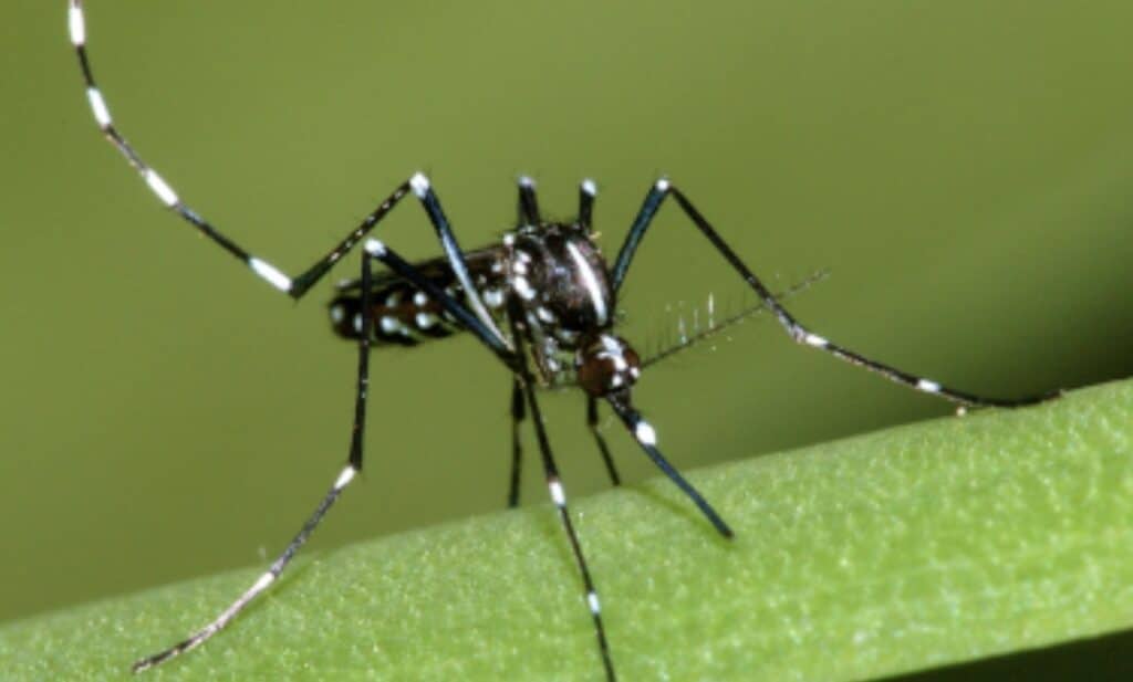 Aedes albopictus chikungunya dengue épidémie moustique tigre