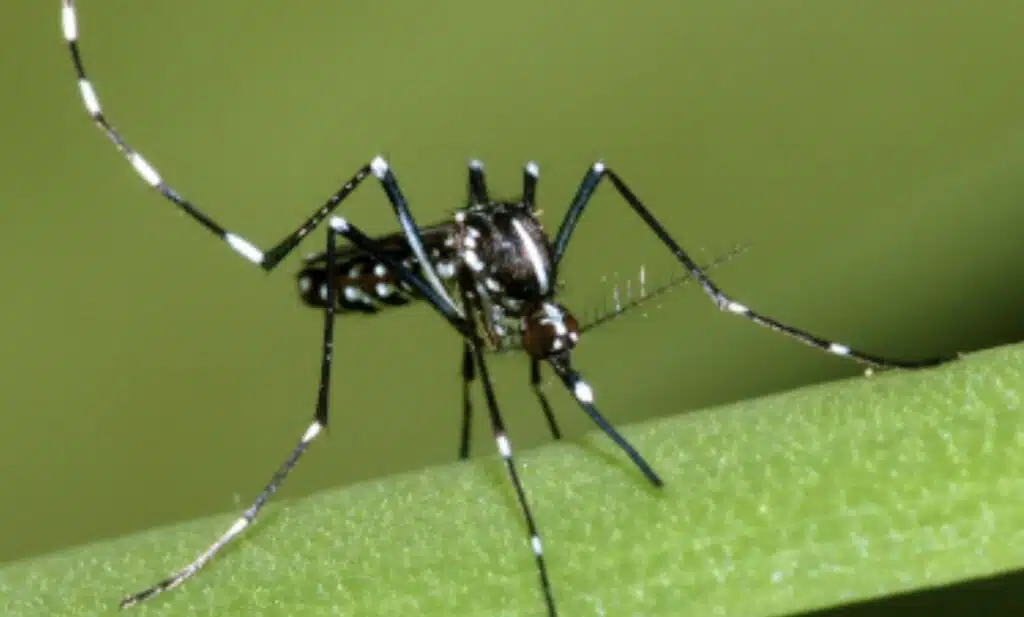 Aedes albopictus chikungunya dengue épidémie moustique tigre