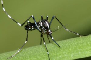 Aedes albopictus chikungunya dengue épidémie moustique tigre