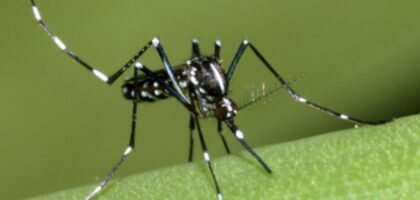 Aedes albopictus chikungunya dengue épidémie moustique tigre