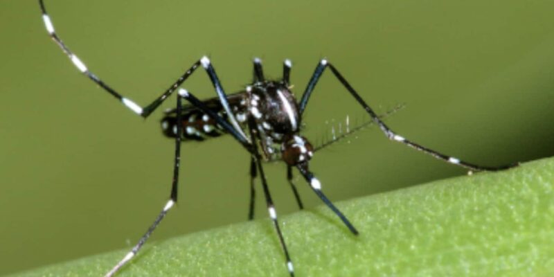 Aedes albopictus chikungunya dengue épidémie moustique tigre