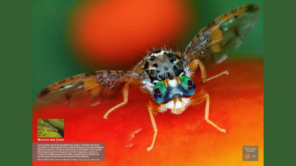 Mouche des fruits, Bactrocera dorsalis, ©A. Franck, le Cirad