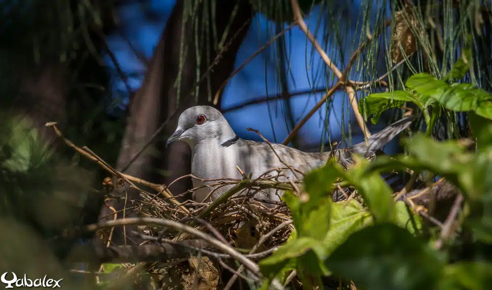 Tourterelle rieuse au nid. (Photo Yabalex)