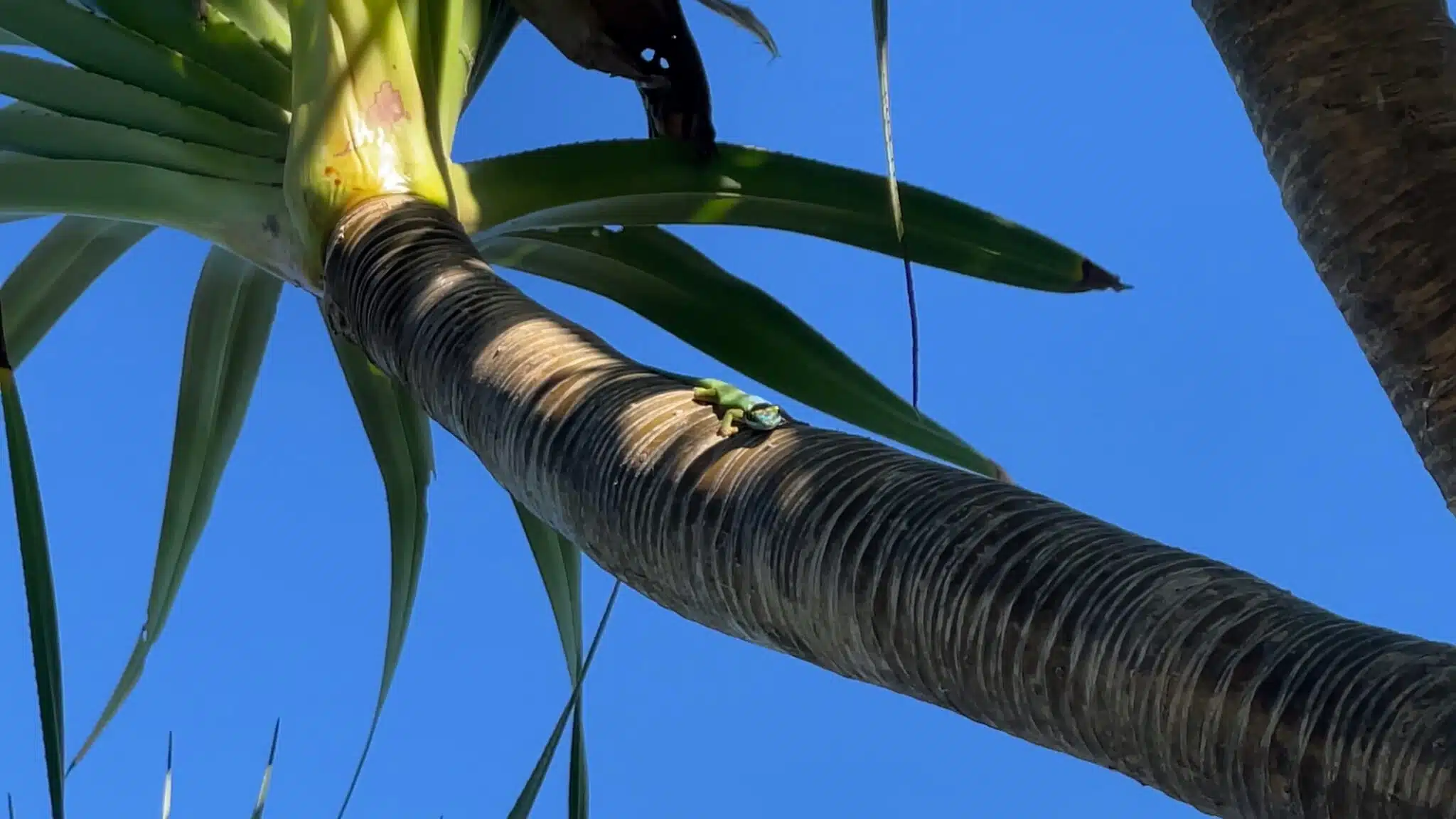 gecko vert de Manapany phelsuma inexpectata