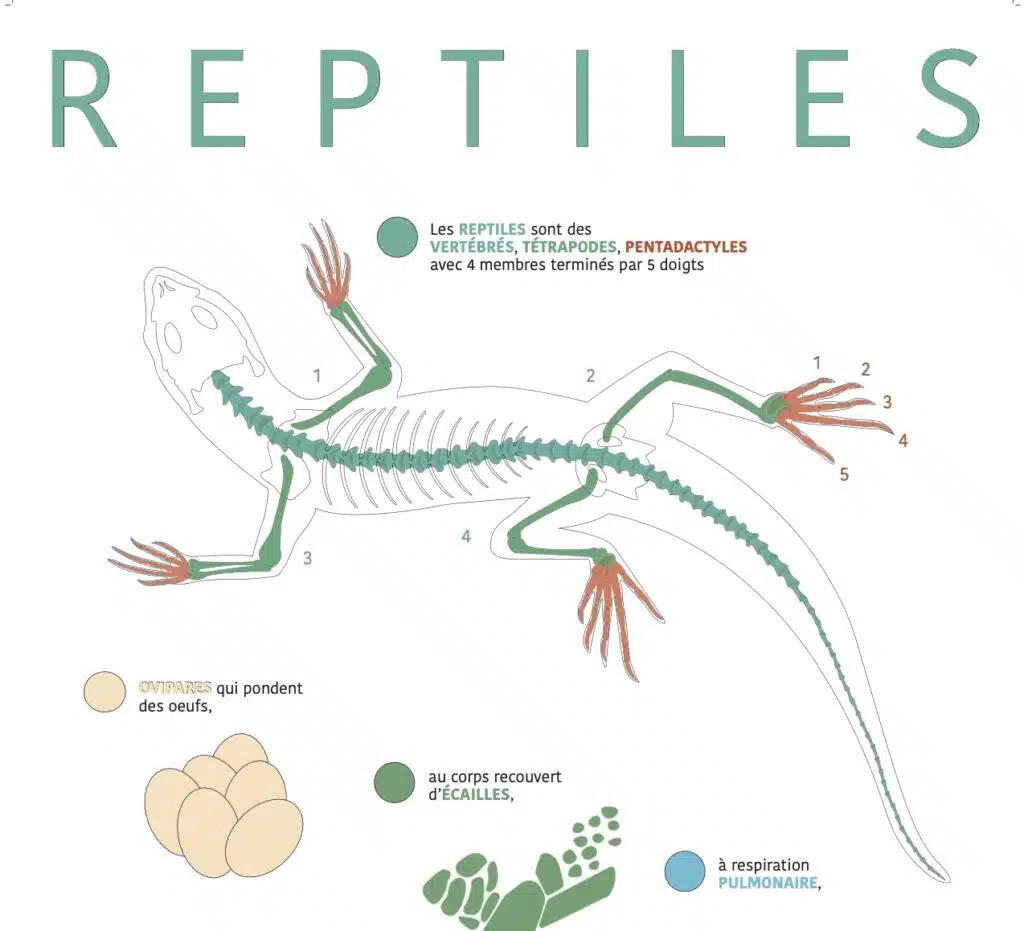 Affiche exposition Reptiles Kélonia Saint-Leu