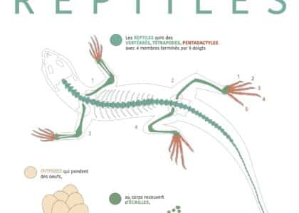 Affiche exposition Reptiles Kélonia Saint-Leu