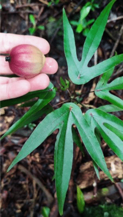 Bois blanc, Crédit photo: Etude ONF