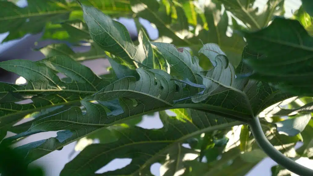 Le papayer est une plante largement cultivé à La Réunion. Il est connu pour ses fruits mais aussi pour ses feuilles, utilisées en médecine traditionnelle. (Photo PhN)