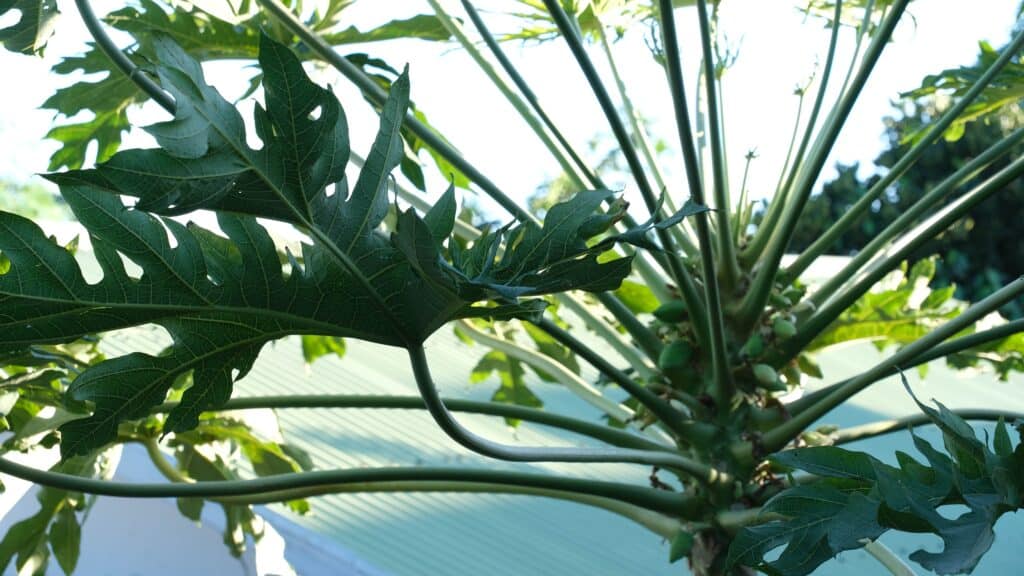 Cette année, les feuilles de papayers sont très appréciées par les malades du chikungunya. (Photos PhN)