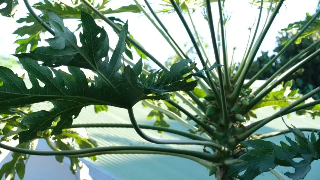 Cette année, les feuilles de papayers sont très appréciées par les malades du chikungunya. (Photos PhN)