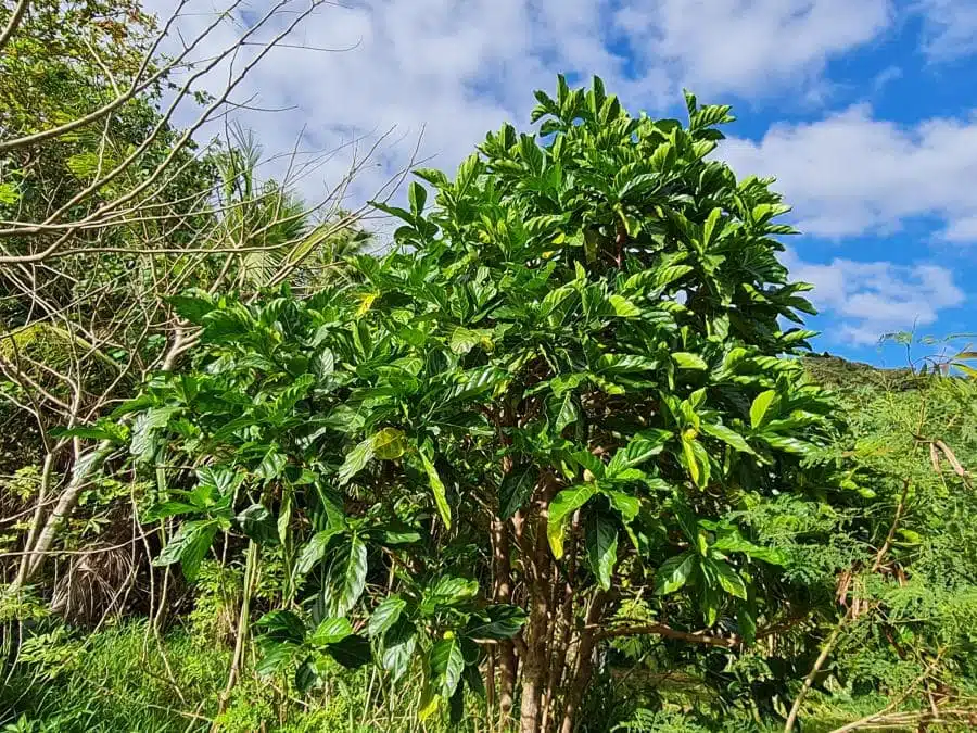 Selon certaines études, la Morinda citrifolia possède des propriétés antivirales efficaces contre le virus du chikungunya. (Photo : Pexels)